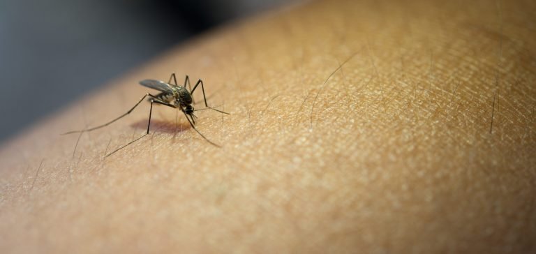 close up of mosquito sucking blood from human arm 1 scaled 1