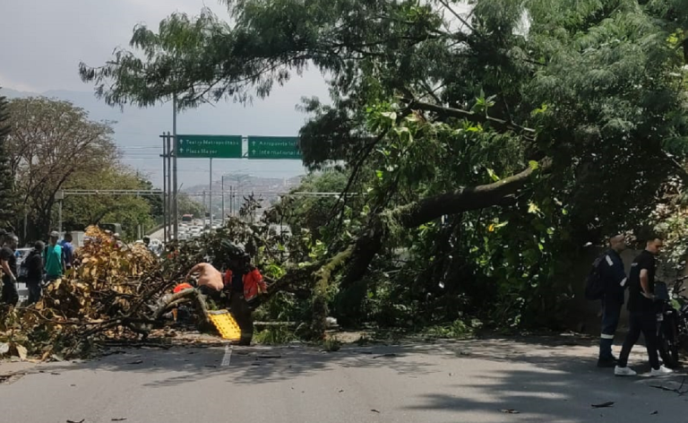 Caida de un arbol en la avenida 33 de Medellin dejo cuatro personas heridas