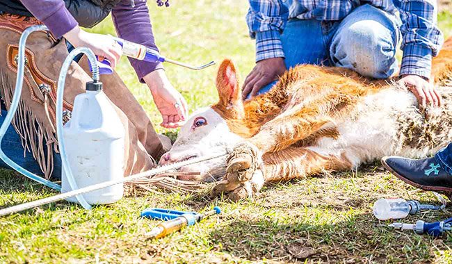 easset upload file12820 909724 e