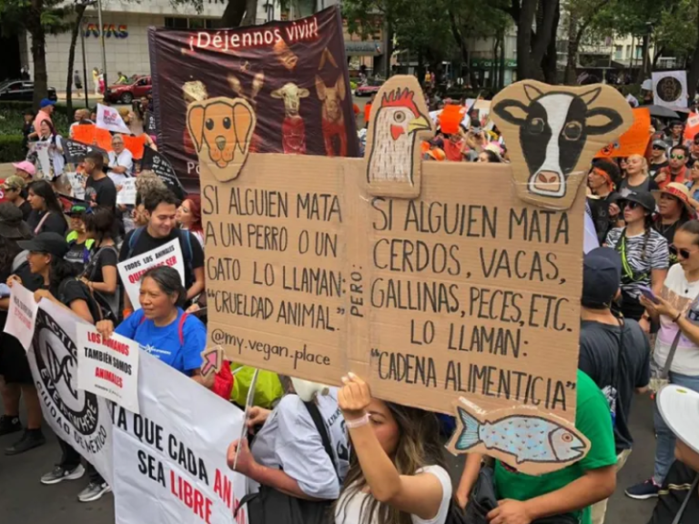 En vivo Sigue aqui la marcha contra el maltrato animal en Mexico