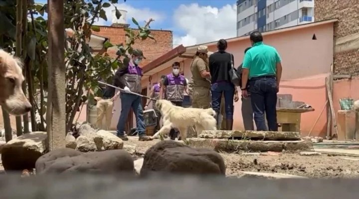 b 41800 cochabamba mujer de 90 anos con 23 perros en su domicilio murio tras ser atacada por los canes 1