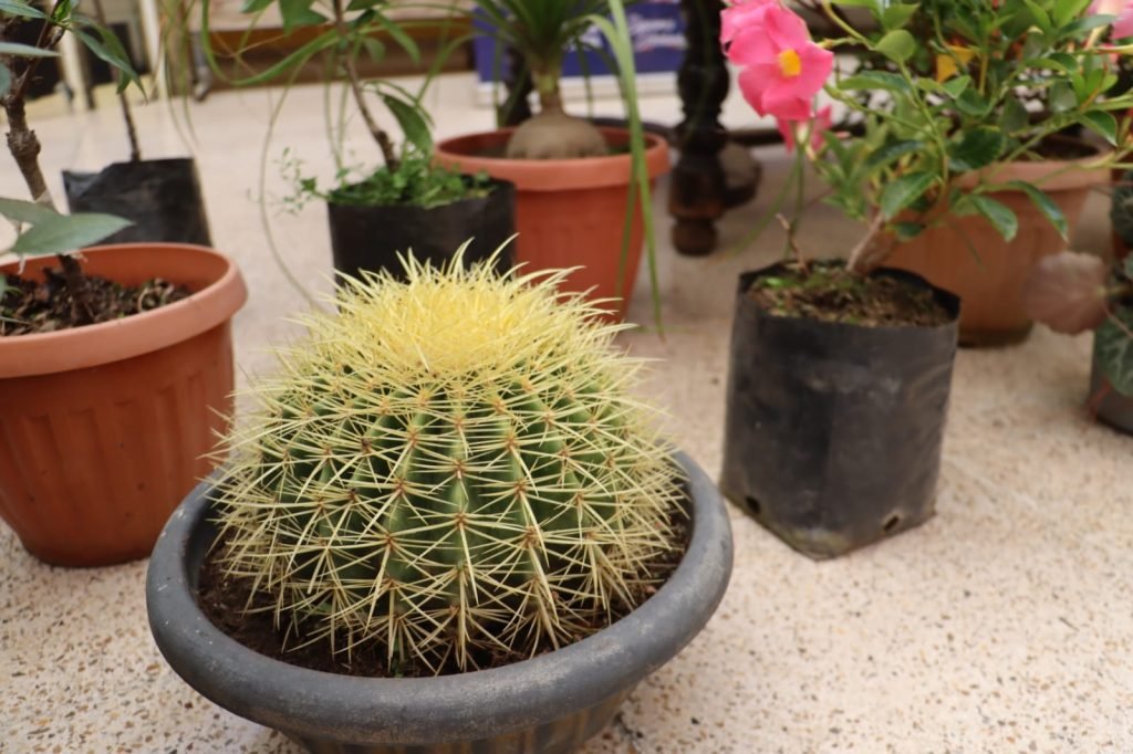 SACABA INVITA A LA FERIA DE LAS FLORES Y PLANTAS ESTE FIN DE SEMANA EN EL DISTRITO 2 QUINTANILLA 5 Imagen de WhatsApp 2025 09 10 a las 18.22.29 2299513e